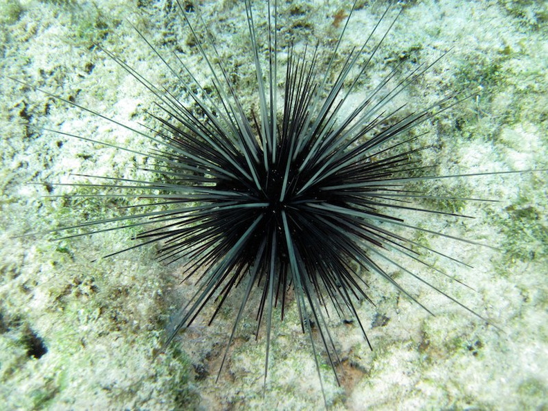 IMG_8937 Long Spine Urchin.jpg